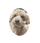 犬家（個別スタンプ：6）