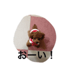 ゴンのひとこと（個別スタンプ：1）
