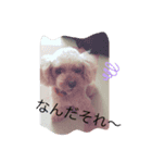 ゴンのひとこと（個別スタンプ：5）