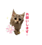 むぎとホップ【ノルちゃん＆メインクーン】（個別スタンプ：1）