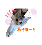 むぎとホップ【ノルちゃん＆メインクーン】（個別スタンプ：2）