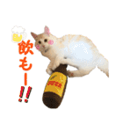 むぎとホップ【ノルちゃん＆メインクーン】（個別スタンプ：3）