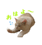 むぎとホップ【ノルちゃん＆メインクーン】（個別スタンプ：8）