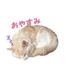 むぎとホップ【ノルちゃん＆メインクーン】（個別スタンプ：9）