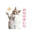 むぎとホップ【ノルちゃん＆メインクーン】（個別スタンプ：11）