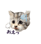 むぎとホップ【ノルちゃん＆メインクーン】（個別スタンプ：13）