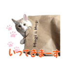 むぎとホップ【ノルちゃん＆メインクーン】（個別スタンプ：14）