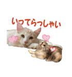 むぎとホップ【ノルちゃん＆メインクーン】（個別スタンプ：15）