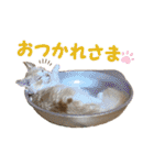 むぎとホップ【ノルちゃん＆メインクーン】（個別スタンプ：16）