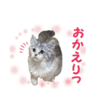 むぎとホップ【ノルちゃん＆メインクーン】（個別スタンプ：17）