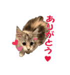 むぎとホップ【ノルちゃん＆メインクーン】（個別スタンプ：18）