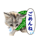 むぎとホップ【ノルちゃん＆メインクーン】（個別スタンプ：20）