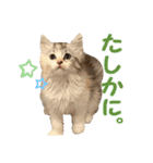 むぎとホップ【ノルちゃん＆メインクーン】（個別スタンプ：21）