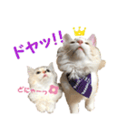 むぎとホップ【ノルちゃん＆メインクーン】（個別スタンプ：24）