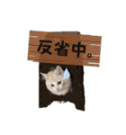 むぎとホップ【ノルちゃん＆メインクーン】（個別スタンプ：25）