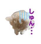 むぎとホップ【ノルちゃん＆メインクーン】（個別スタンプ：31）