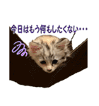 むぎとホップ【ノルちゃん＆メインクーン】（個別スタンプ：32）
