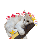 むぎとホップ【ノルちゃん＆メインクーン】（個別スタンプ：34）