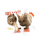 むぎとホップ【ノルちゃん＆メインクーン】（個別スタンプ：37）