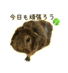 たわし様1（個別スタンプ：1）