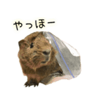 たわし様1（個別スタンプ：8）