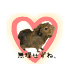 たわし様1（個別スタンプ：16）