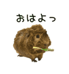たわし様1（個別スタンプ：19）