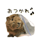 たわし様1（個別スタンプ：23）