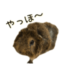 たわし様1（個別スタンプ：40）