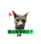 課題に追われる猫（個別スタンプ：1）