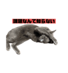 課題に追われる猫（個別スタンプ：3）
