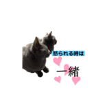 課題に追われる猫（個別スタンプ：6）