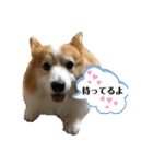 コーギー犬スタンプmoko②（個別スタンプ：1）