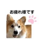 コーギー犬スタンプmoko②（個別スタンプ：14）