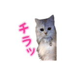 白猫まろんのスタンプ（個別スタンプ：1）