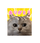 白猫まろんのスタンプ（個別スタンプ：3）