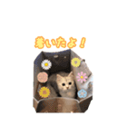 白猫まろんのスタンプ（個別スタンプ：7）