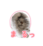 白猫まろんのスタンプ（個別スタンプ：8）