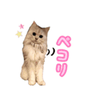 白猫まろんのスタンプ（個別スタンプ：11）