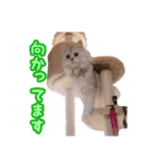白猫まろんのスタンプ（個別スタンプ：13）