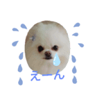 cocoa❤スタンプ❤（個別スタンプ：1）