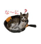 とびだせルイくん❗️（個別スタンプ：6）