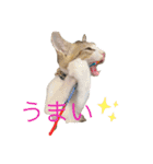とびだせルイくん❗️（個別スタンプ：13）