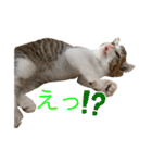とびだせルイくん❗️（個別スタンプ：20）