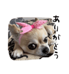 みる.まろ.みゅー（個別スタンプ：5）