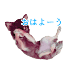 みる.まろ.みゅー（個別スタンプ：6）