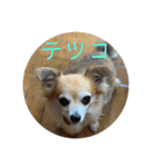 テツコのすたんぷ（個別スタンプ：1）