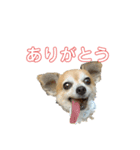 テツコのすたんぷ（個別スタンプ：3）