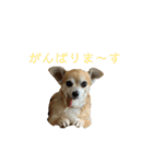 テツコのすたんぷ（個別スタンプ：5）