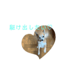 テツコのすたんぷ（個別スタンプ：11）